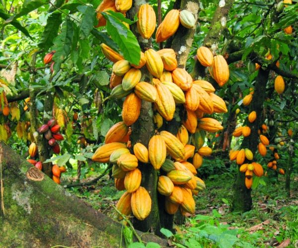 Une plantation de cacao (photo d'archives)