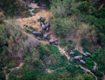 Page-1-et-2-Elephants-survol-aerien-Parc-national-de-Zah-Soo-Tchad-550x420