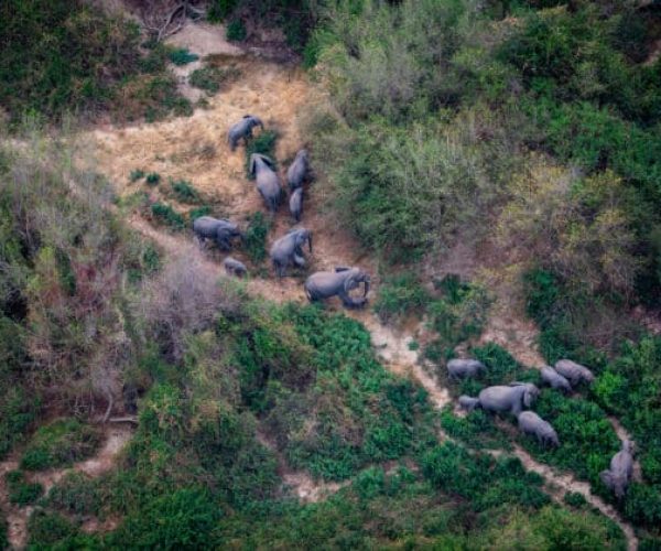 Page-1-et-2-Elephants-survol-aerien-Parc-national-de-Zah-Soo-Tchad-550x420