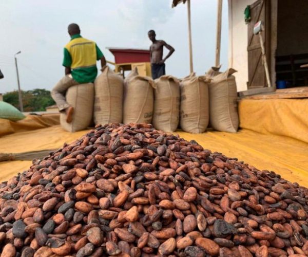 cacao(2)